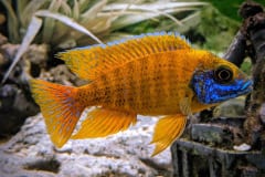 Aquatic-Impressions-Species-32