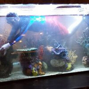 Aquarium Cleaning Services