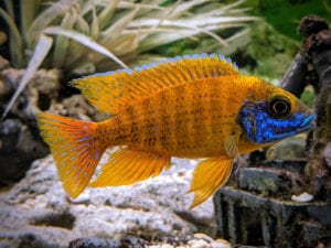 Aquarium Cleaning and Maintenance